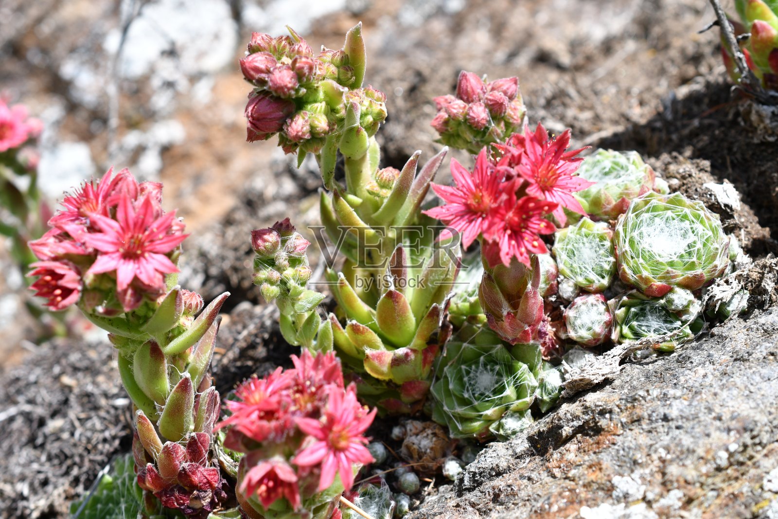 宏观的房屋周期表照片摄影图片