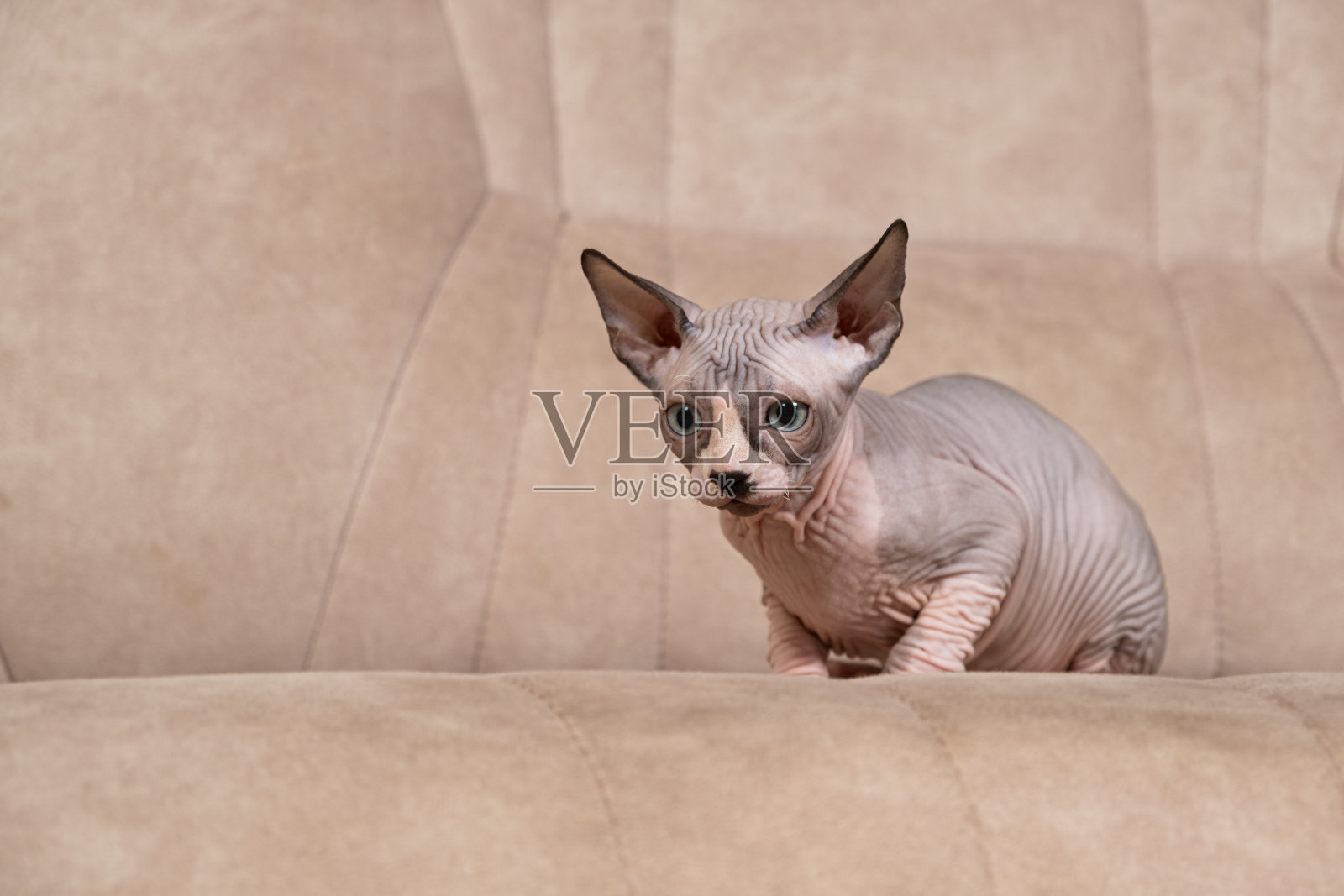 一只3个月大的加拿大斯芬克斯小猫坐在沙发上，看着别处。照片摄影图片