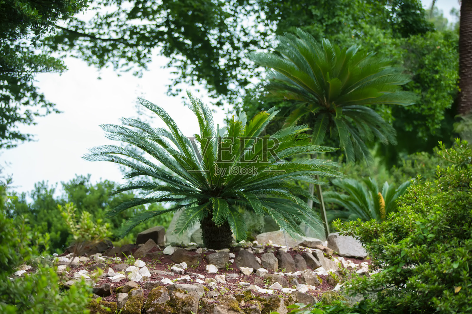 植物园里美丽的绿色棕榈树。照片摄影图片