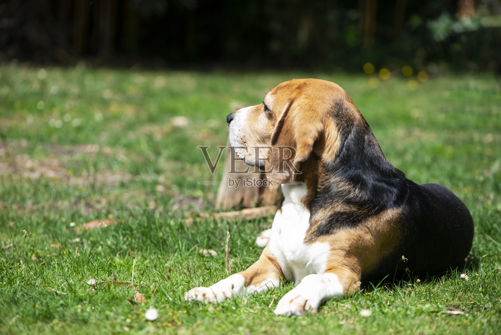 一只小猎犬躺在花园里的草地上照片摄影图片