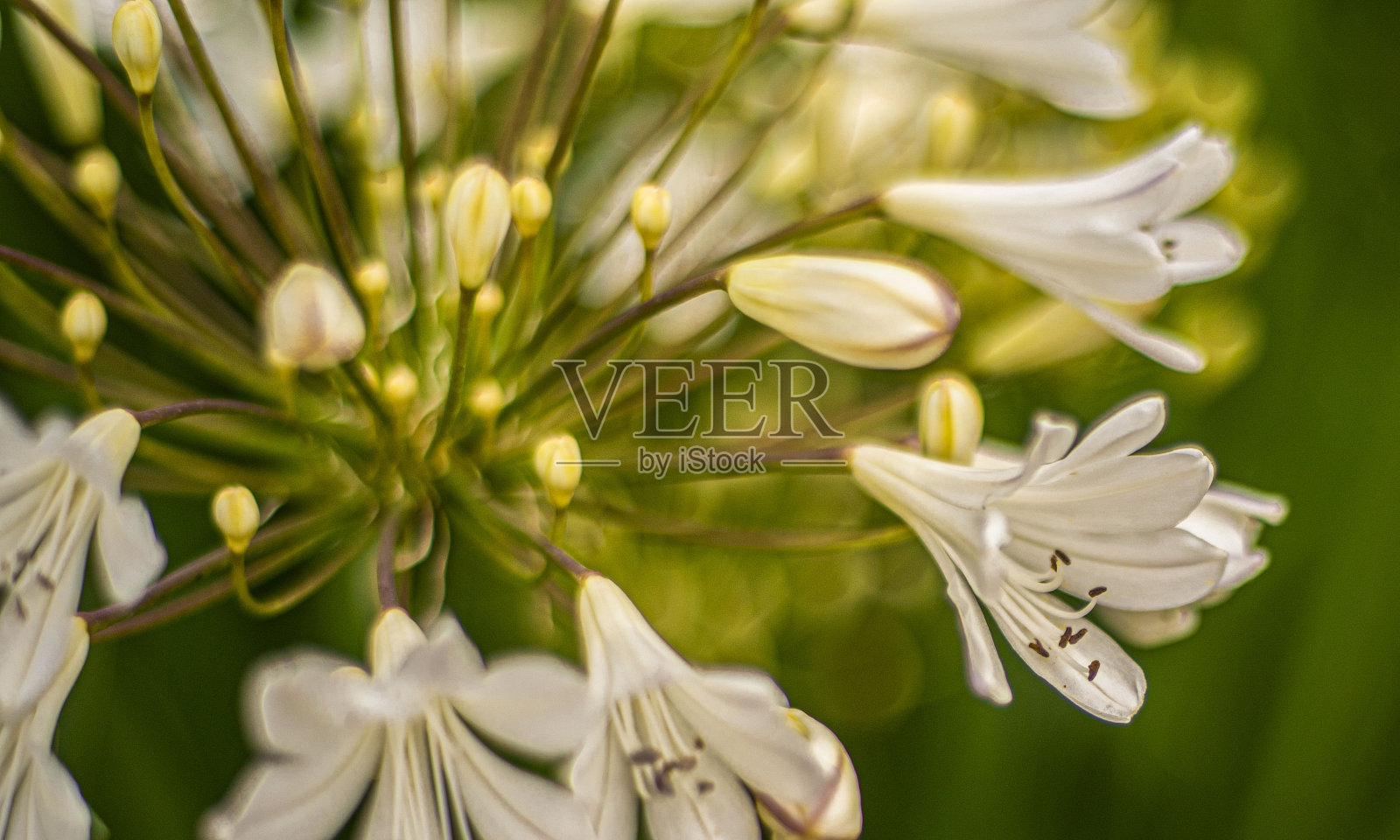 一束白花的特写。照片摄影图片