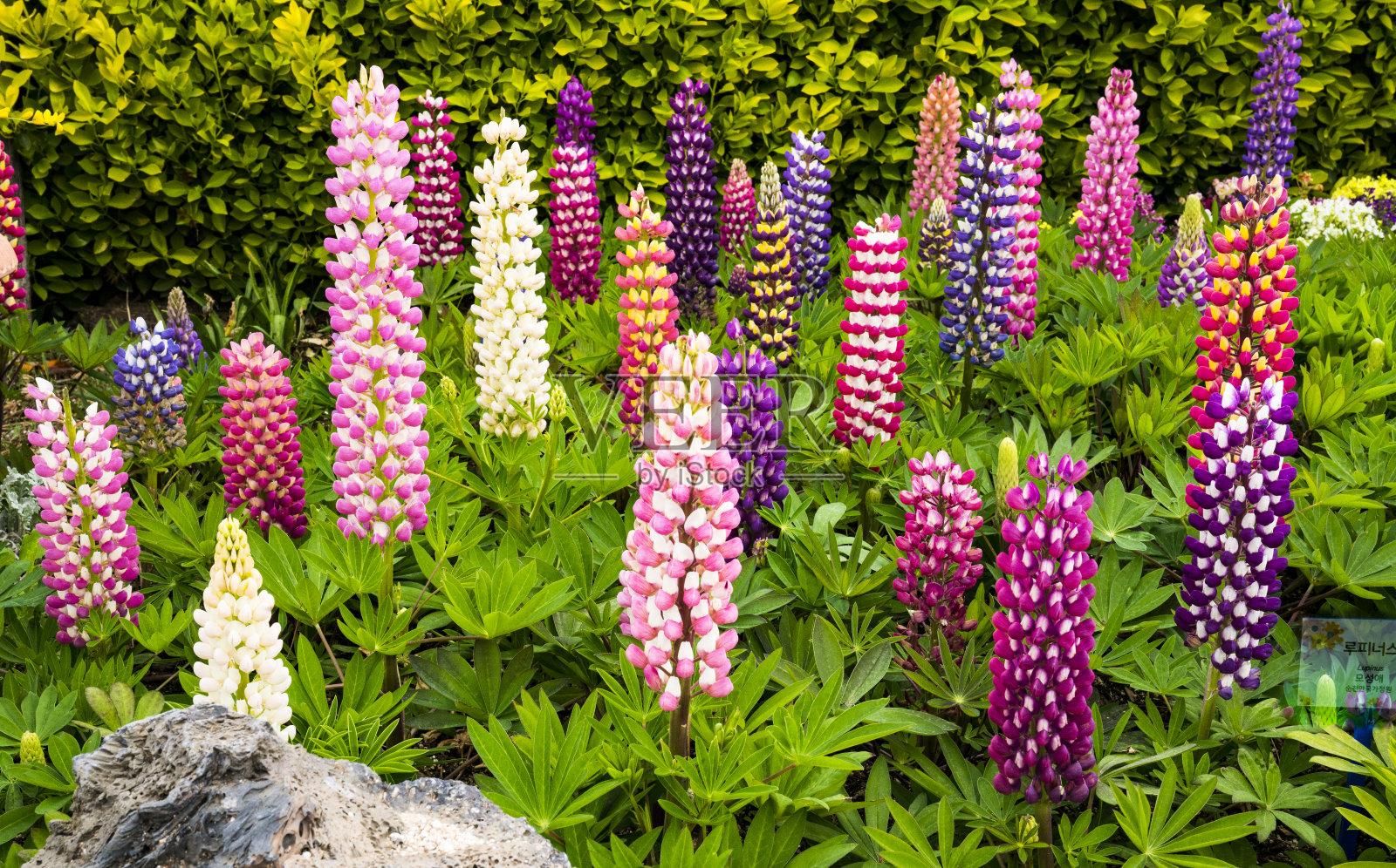 美丽的花园，羽扇豆花盛开照片摄影图片