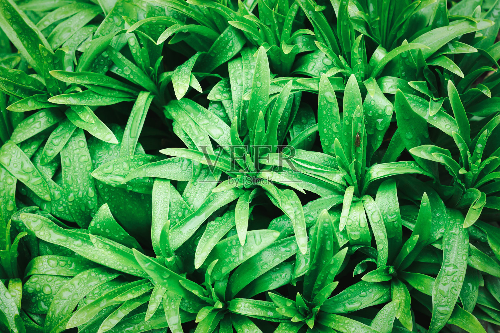 水滴露珠在绿叶的背景照片摄影图片