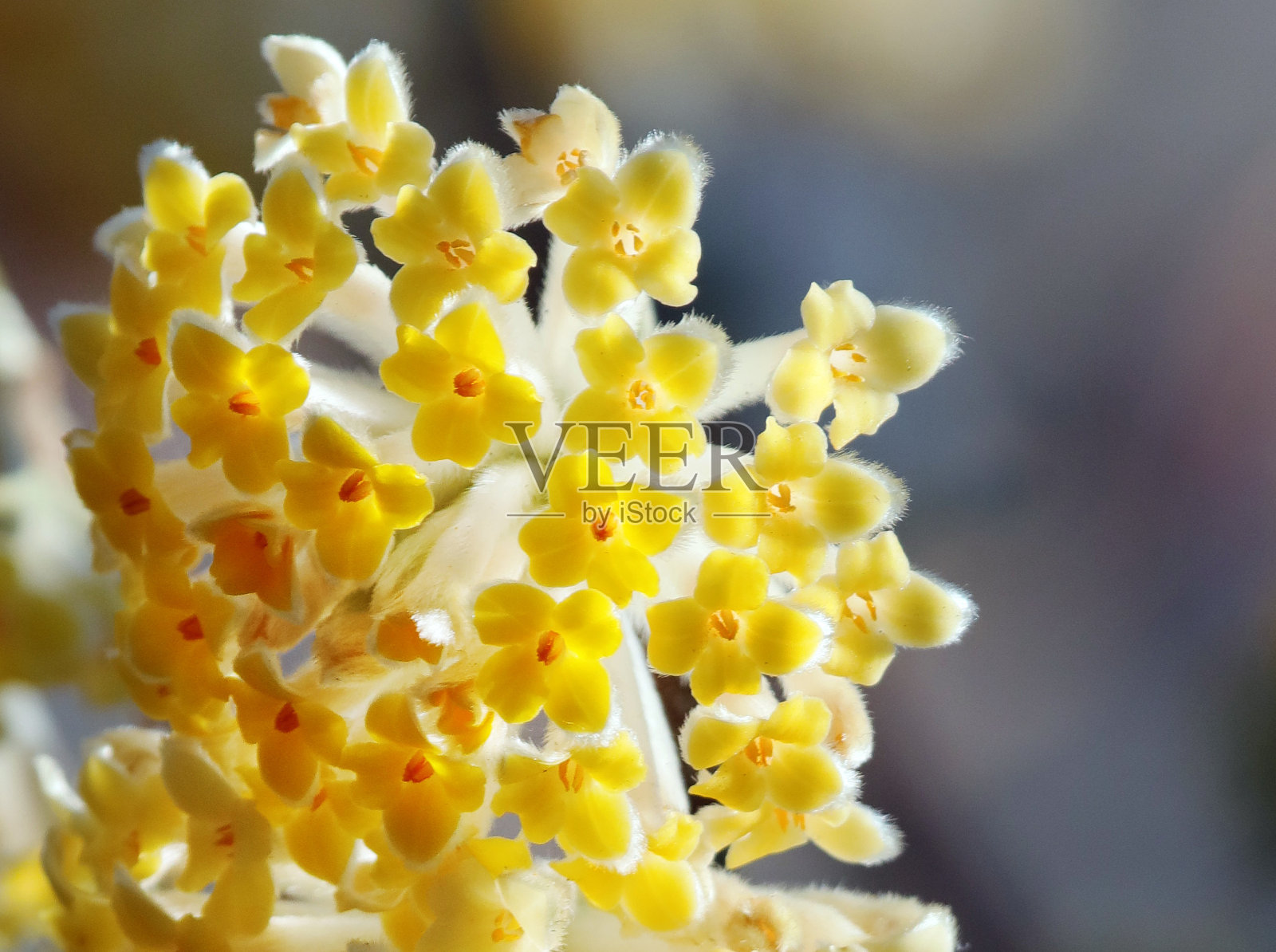 麦迪逊广场公园盛开的Paperbush的特写照片摄影图片