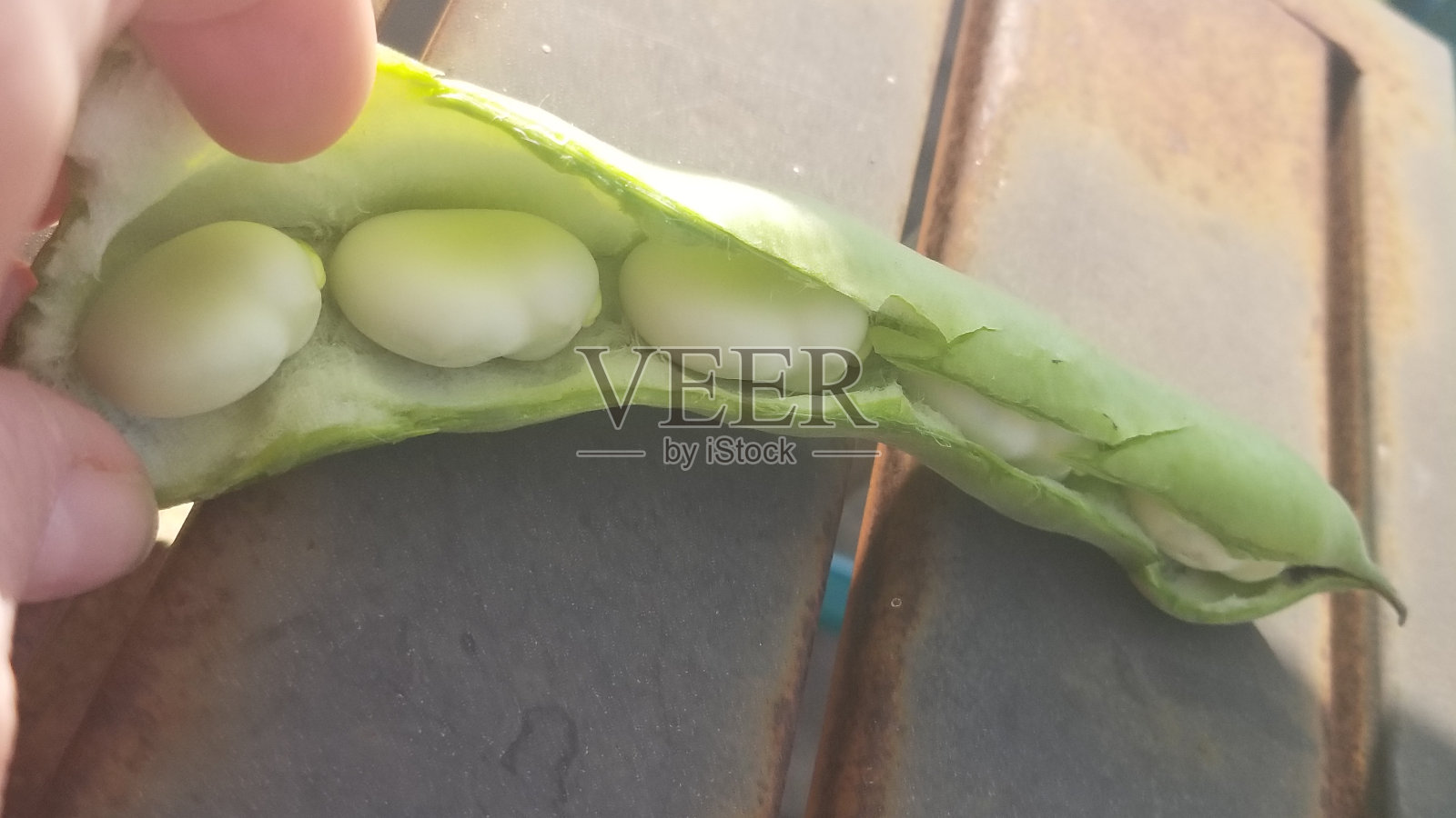 蚕豆在种子荚内照片摄影图片