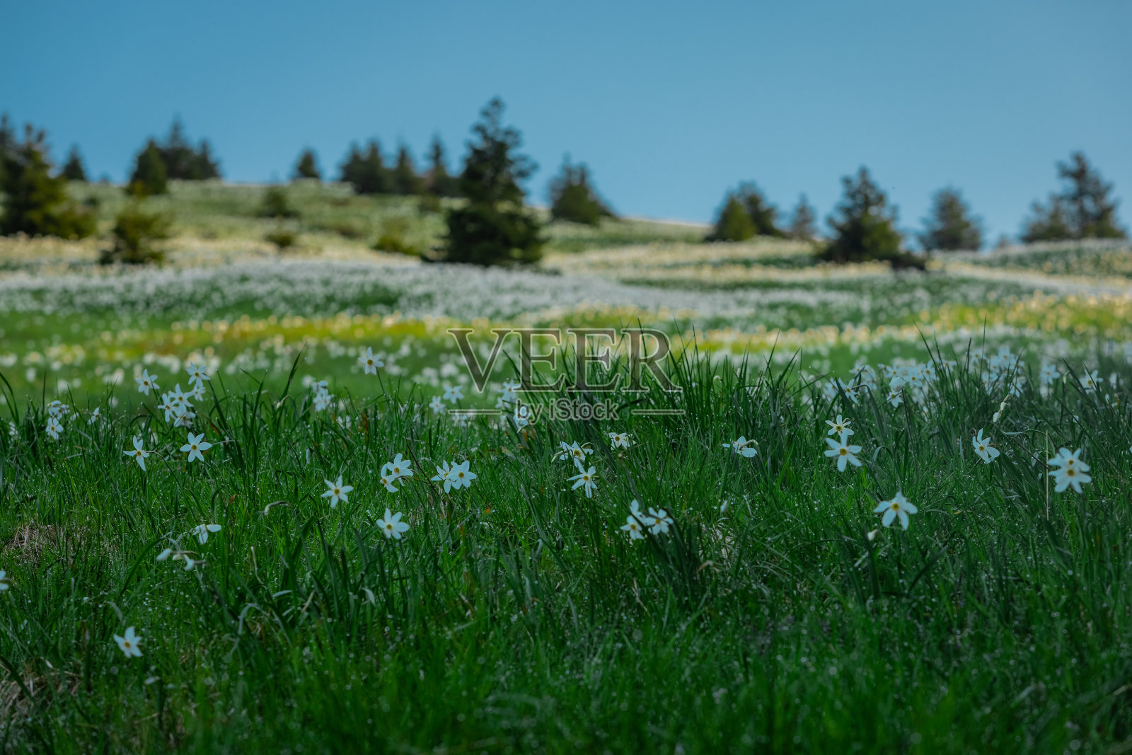 在斯洛文尼亚卡拉万肯山脉著名的戈利察山上，大量的水仙花或水仙花。美丽的晴天，蓝天和鲜花。照片摄影图片