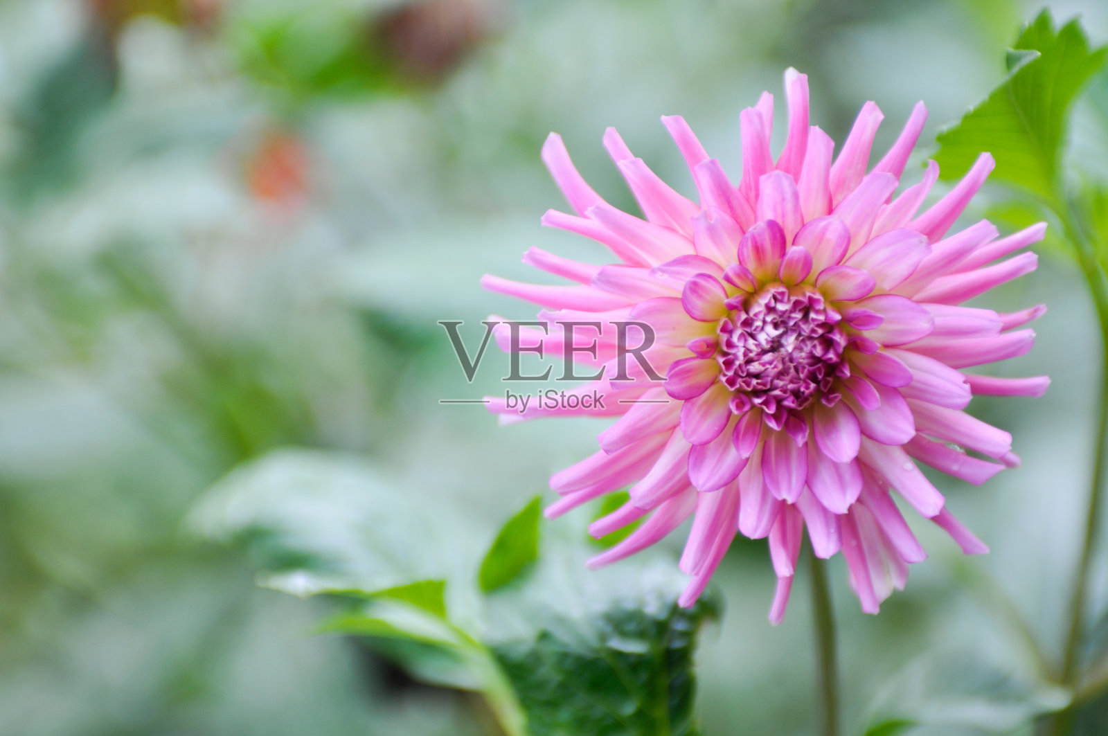 粉红色的菊花照片摄影图片