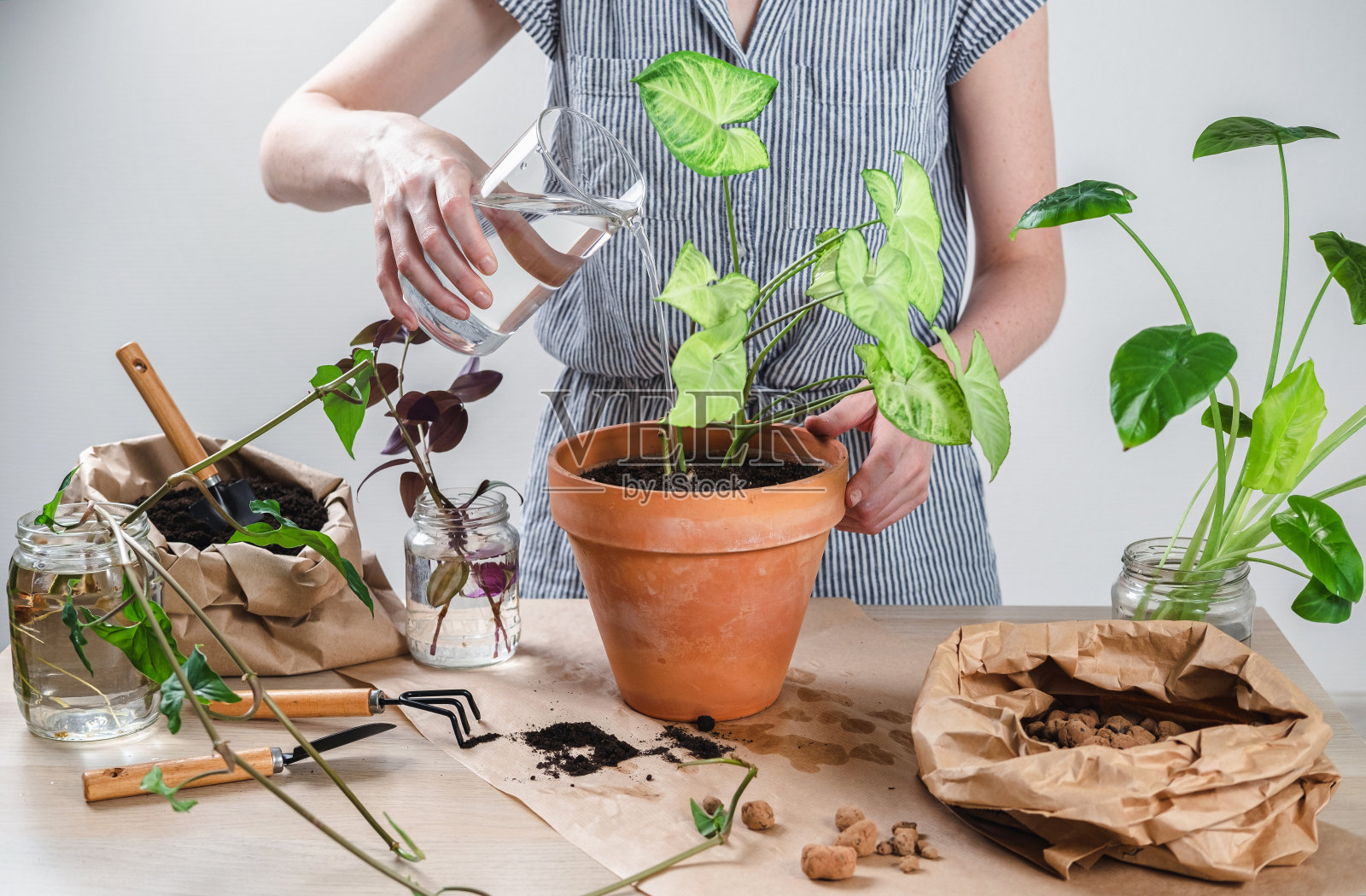 一名女园丁正在用手重新种植家中的合家欢。将室内植物移植到一个新的花盆中。家庭丛林和园艺的概念。照顾好家里的植物。在家里种植室内植物。照片摄影图片