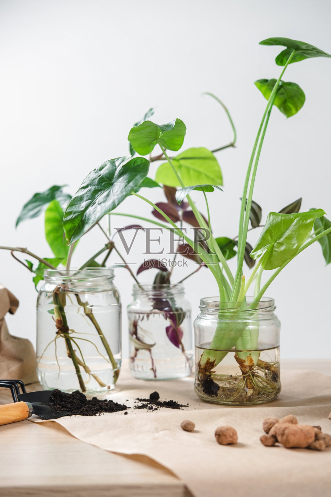 Syngonium。将室内植物移植到一个新的花盆中。家庭丛林和园艺的概念。照顾好家里的植物。在家里种植室内植物。照片摄影图片