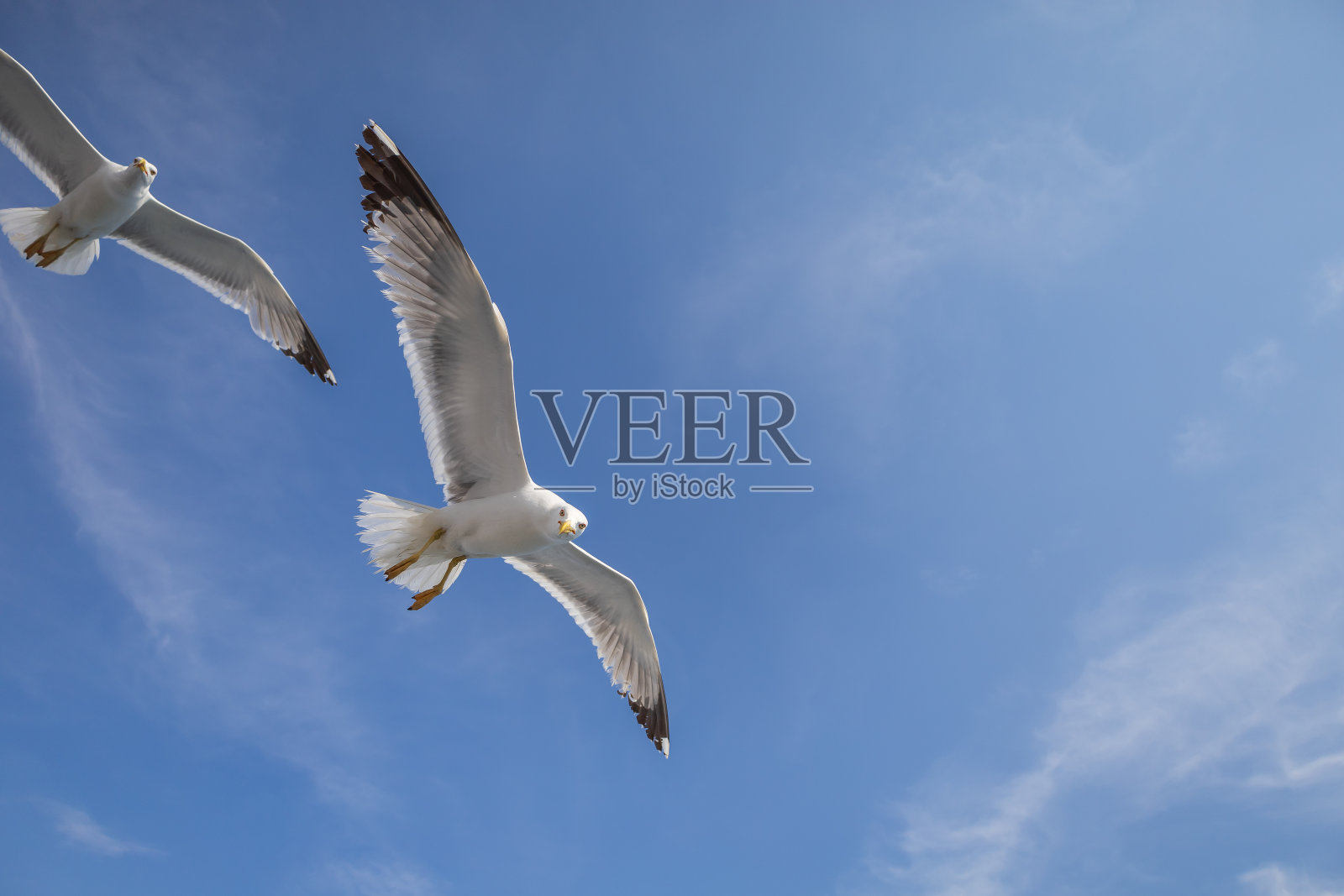 海鸥- Larus marinus张开翅膀在空中飞翔。蓝色的天空。背景是港口。照片摄影图片