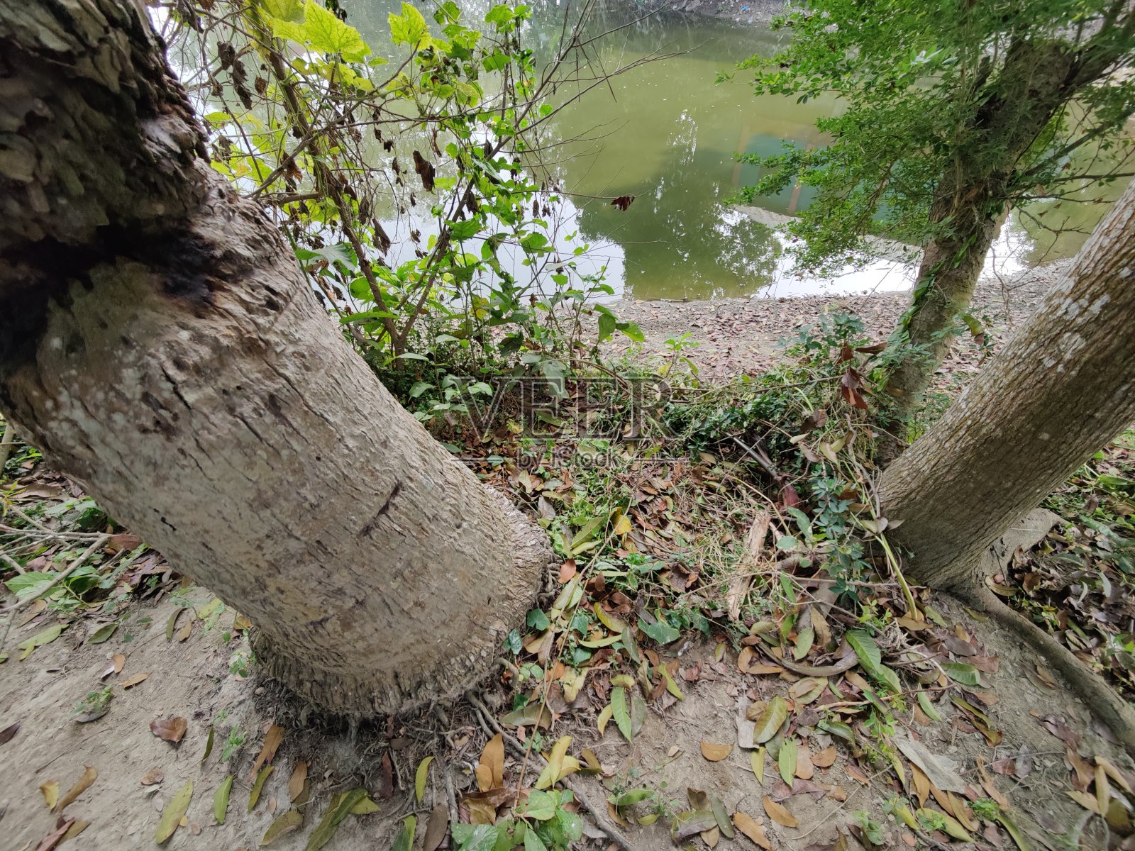 美丽的孟加拉国村庄照片摄影图片