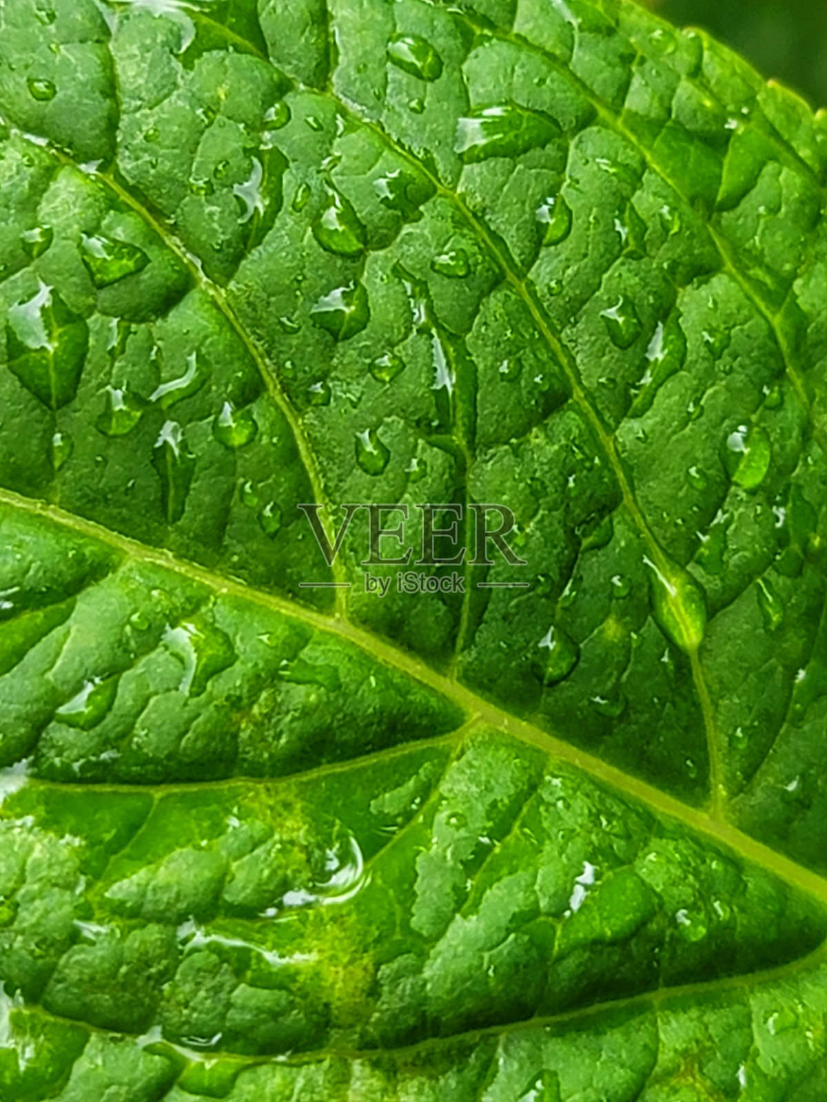 绿叶、雨点、露珠。照片摄影图片