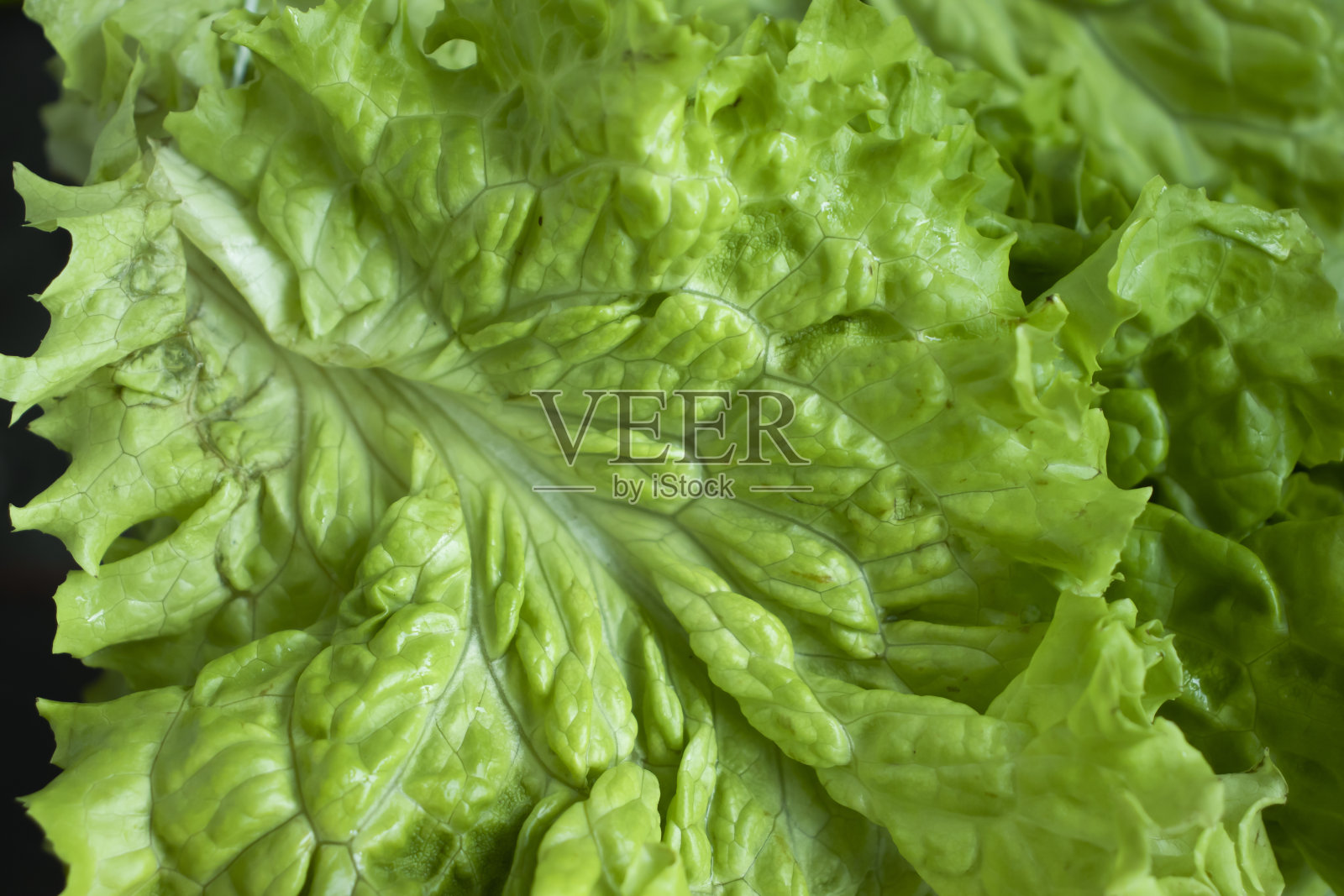 新鲜的绿叶生菜特写照片摄影图片