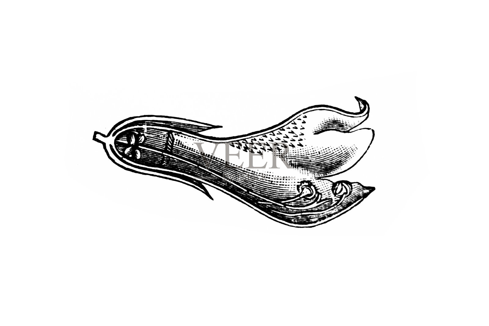 益母草心脏,益母草插画图片素材