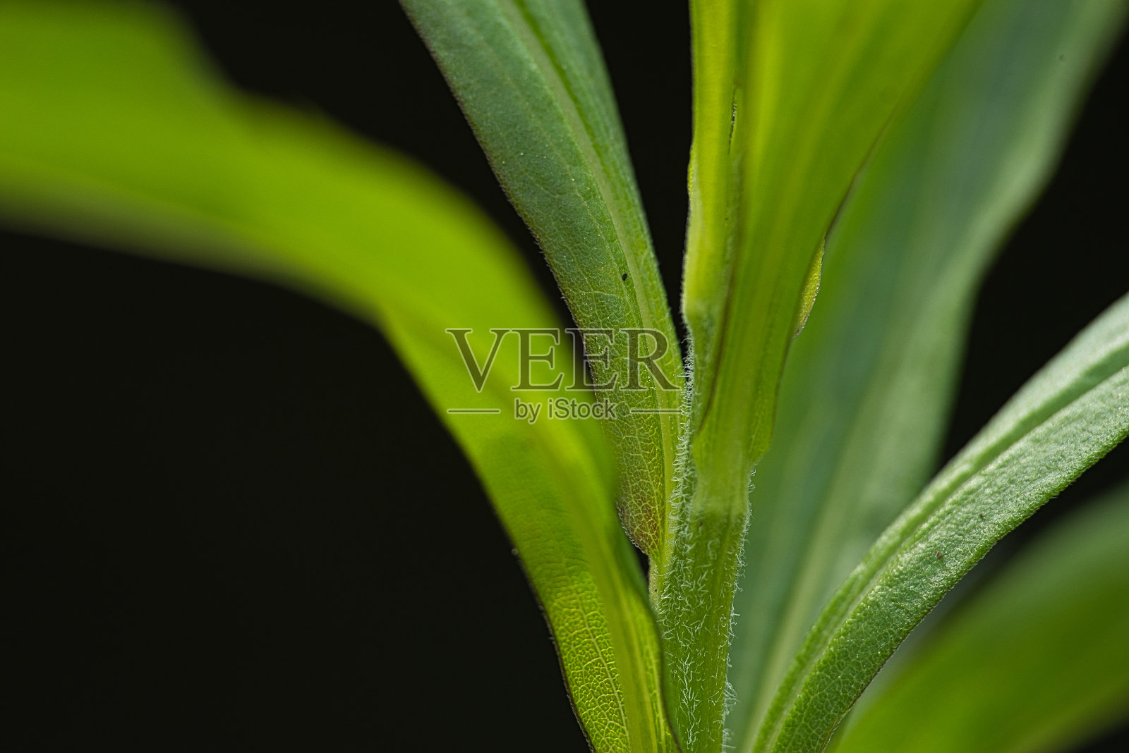 绿色植物的茎，有分枝的叶照片摄影图片