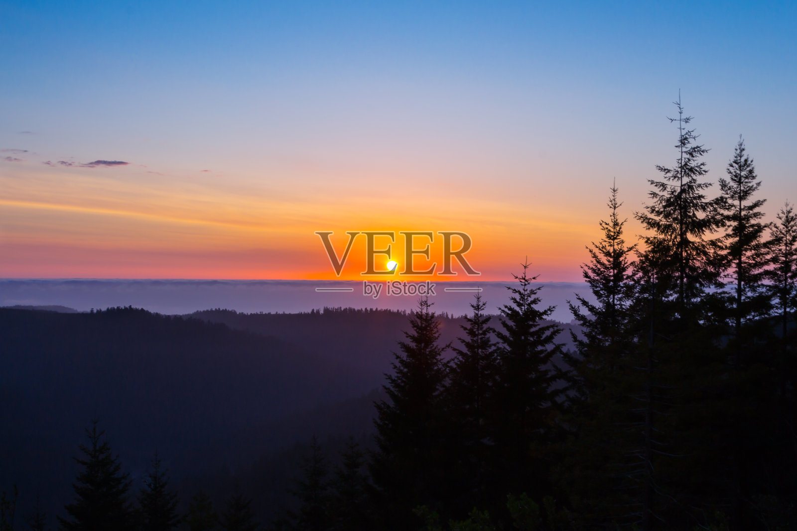 红杉林中的夕阳照片摄影图片