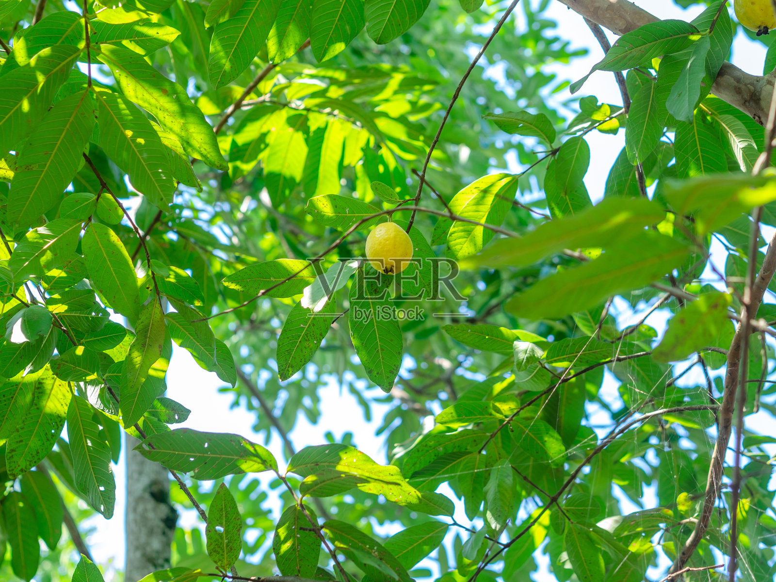 成熟的番石榴照片摄影图片