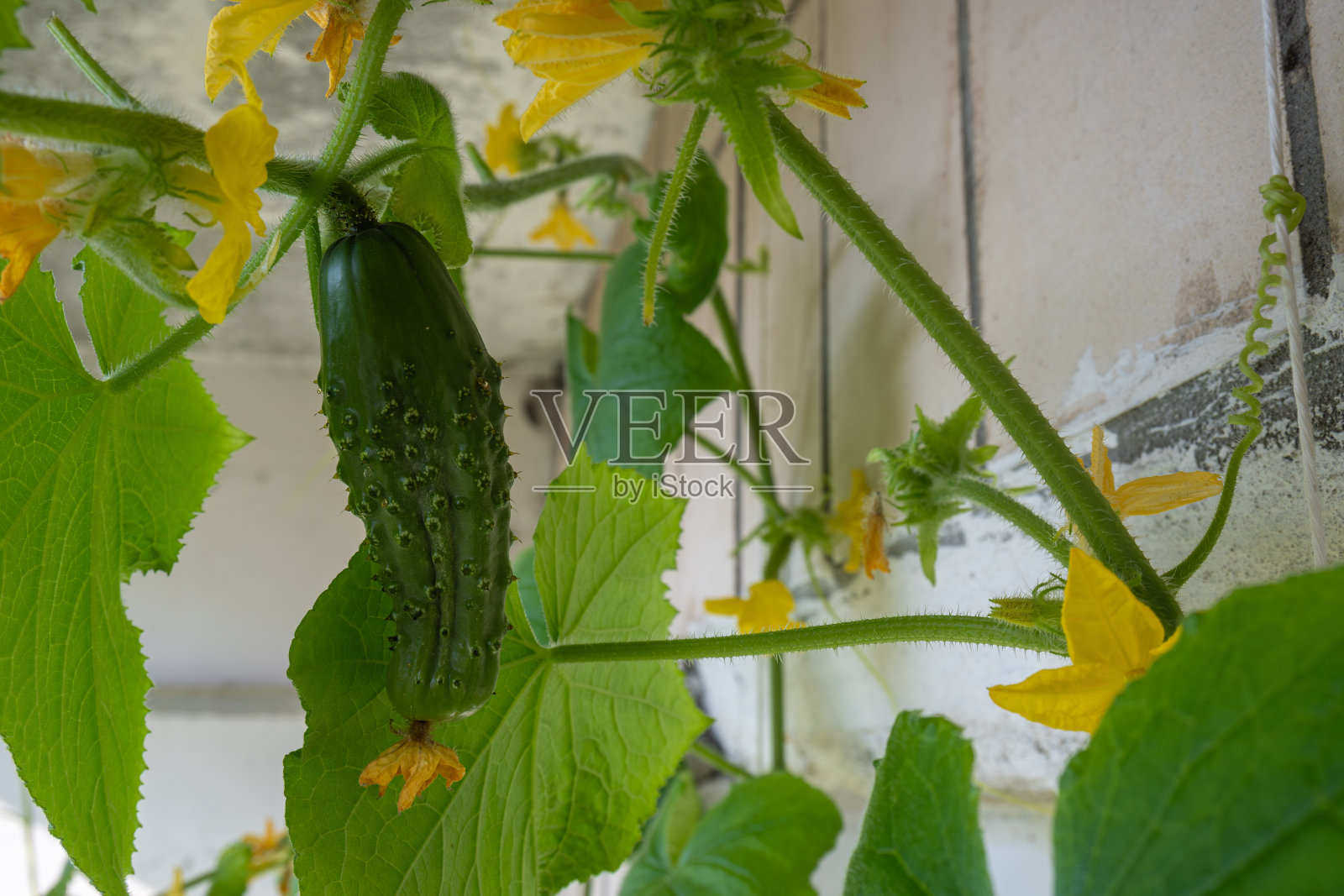 公寓的阳台上长着绿黄瓜照片摄影图片