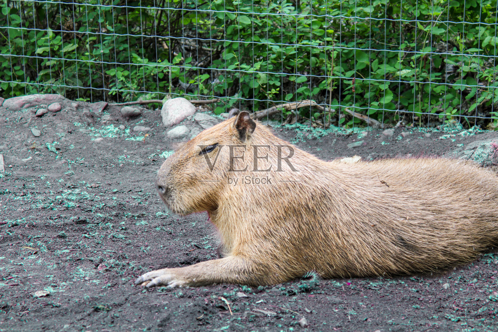 水豚肖像照片摄影图片