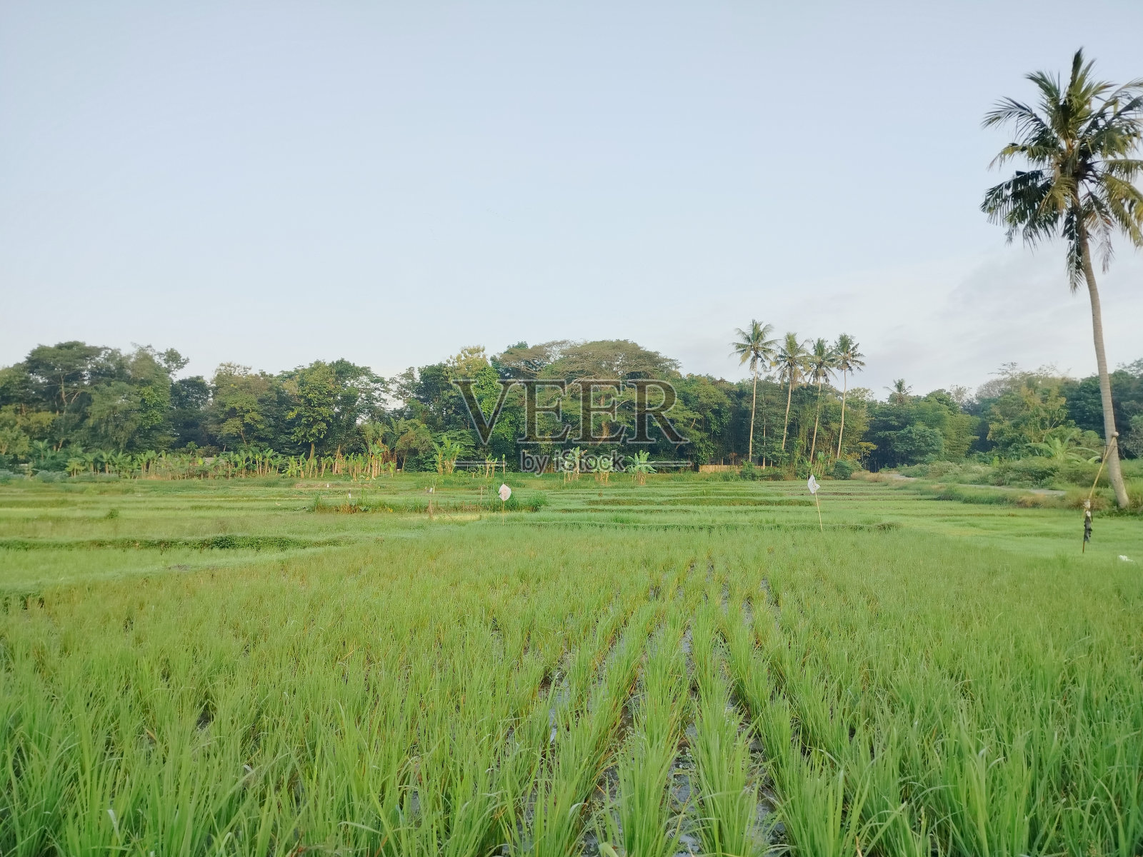 曹子的种植季节照片摄影图片