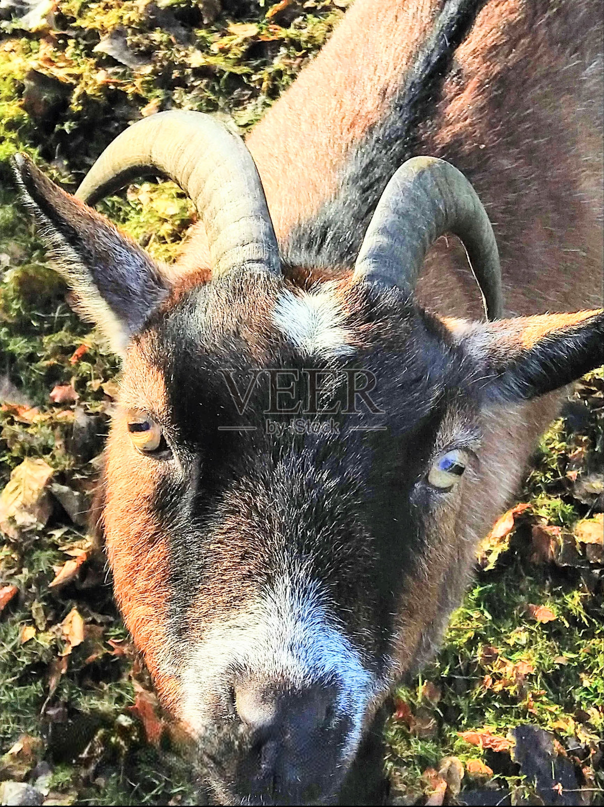 和一只山羊面对面照片摄影图片