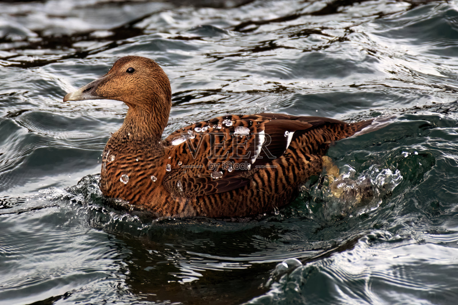 普通绒鸭照片摄影图片