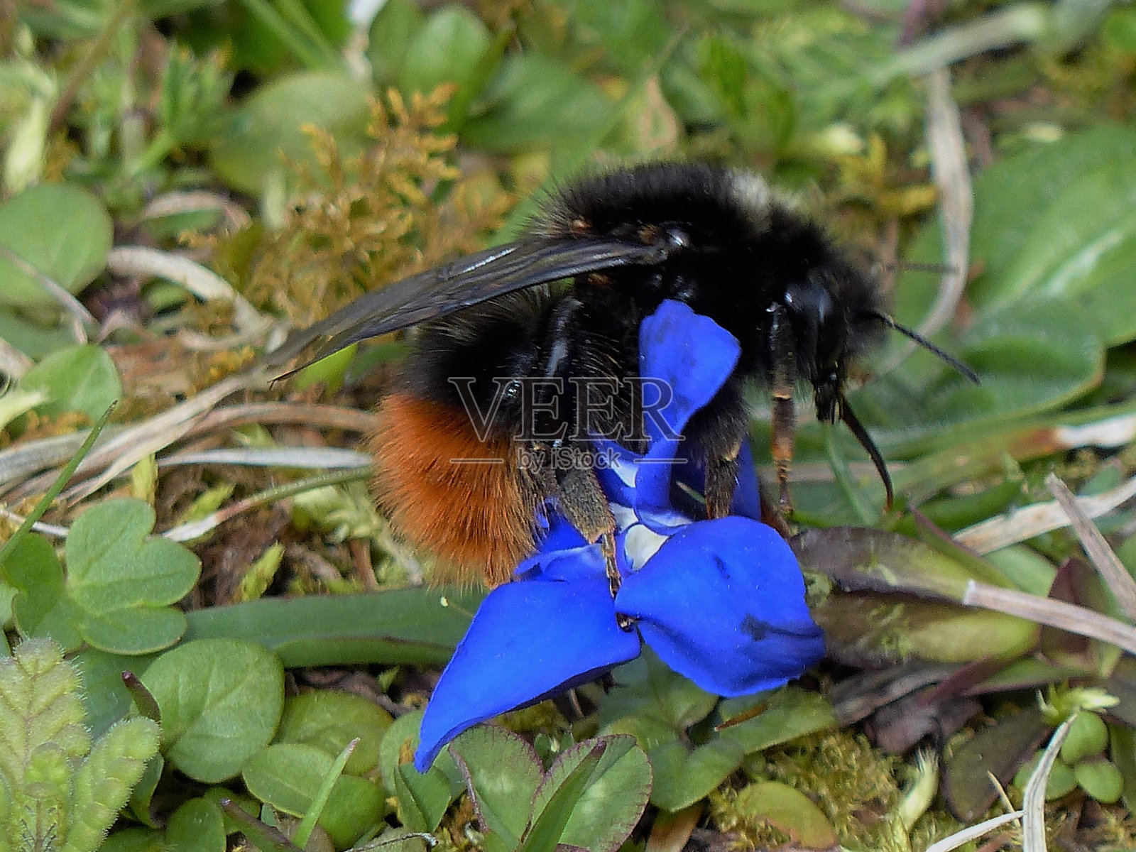 现在是春天照片摄影图片