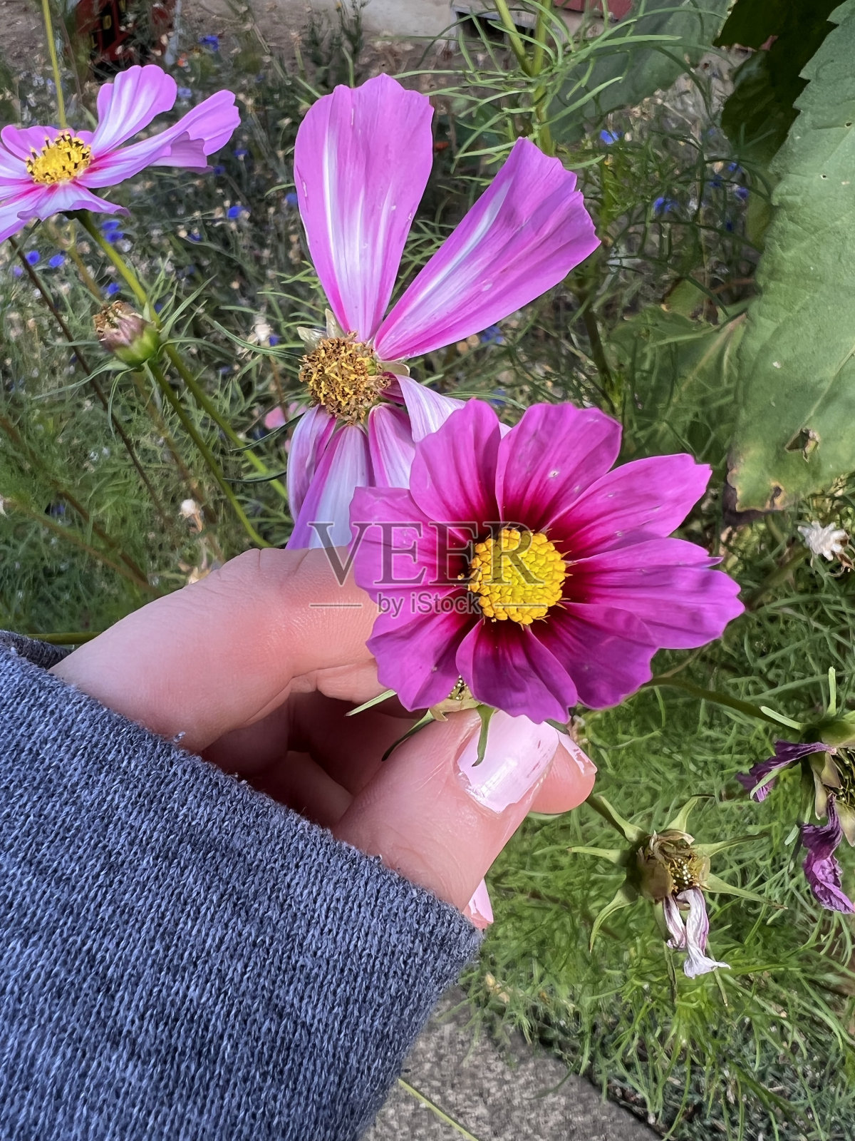 粉色的野花照片摄影图片