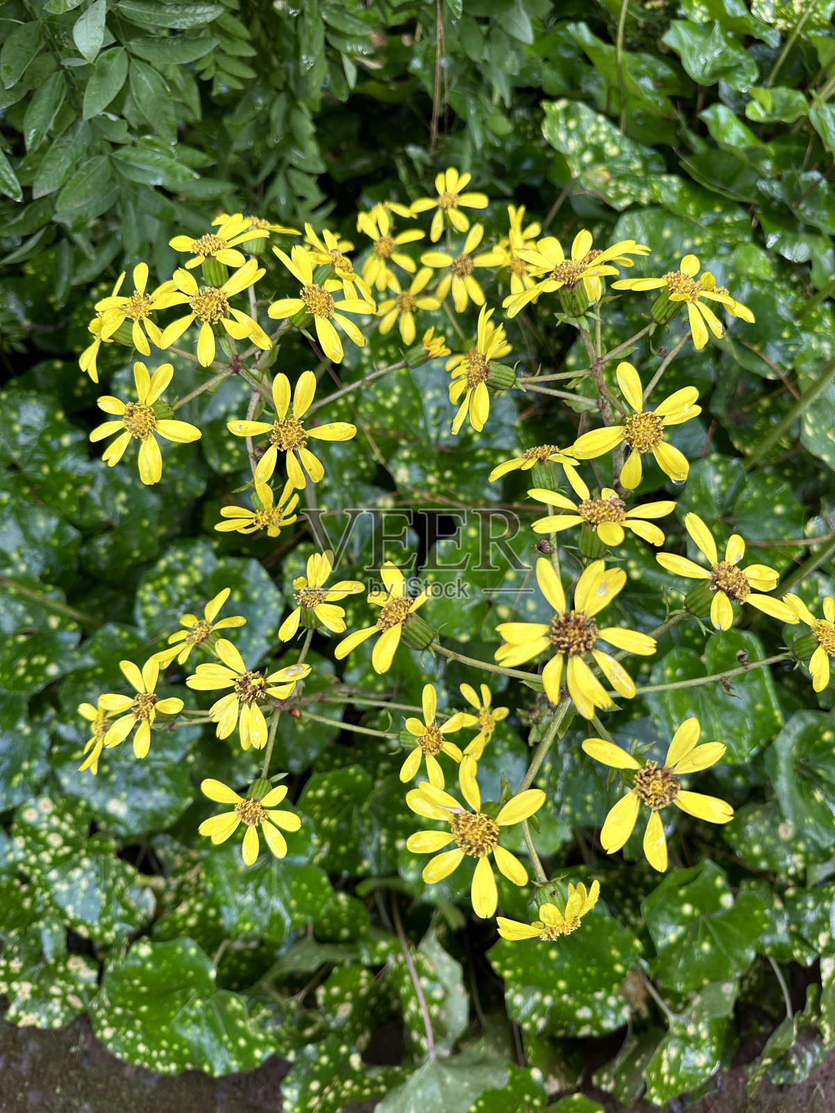 黄豆花照片摄影图片