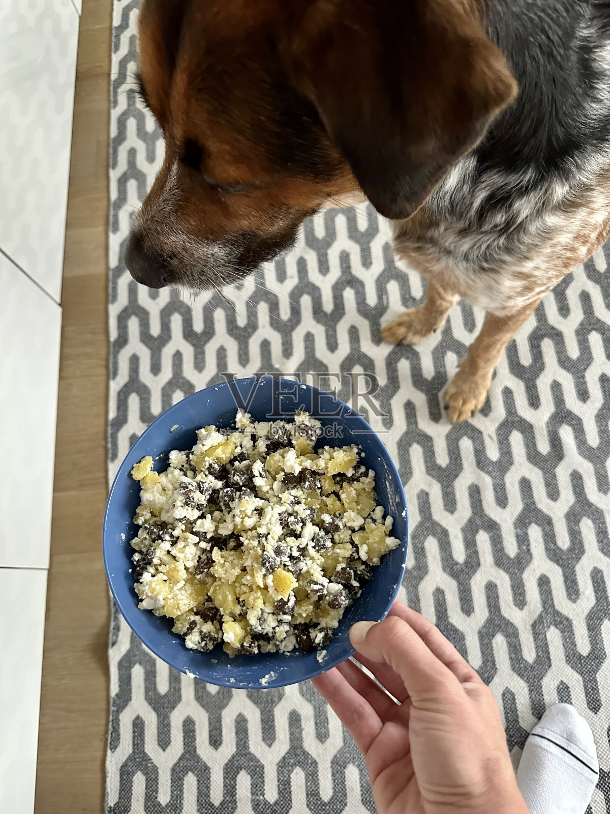 饲喂杂交种犬照片摄影图片