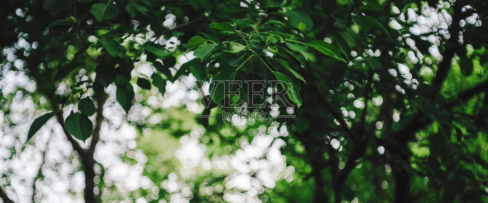 树叶在阳光下的散景效果。自然绿色背景。模糊丰富的绿色植物与复制空间。抽象纹理散焦郁郁葱葱的树叶在阳光明媚的日子。风景自然的背景在模糊。照片摄影图片