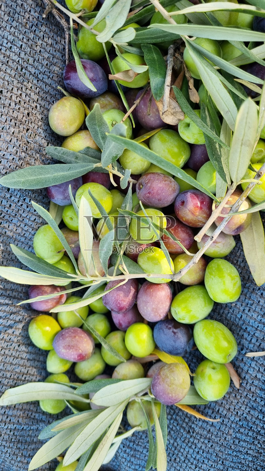 收获时的橄榄油和橄榄油照片摄影图片