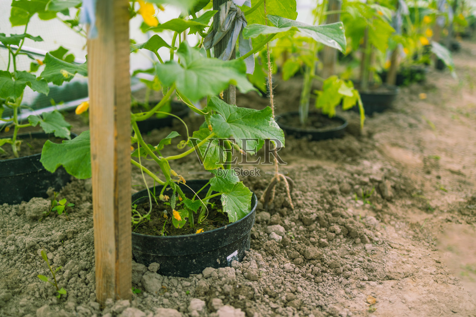 温室里的黄瓜开花了。夏天黄瓜的子房。蔬菜种植园照片摄影图片