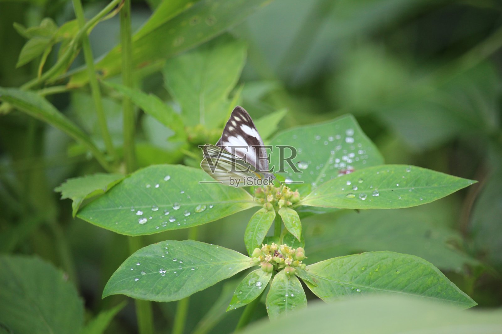 白蝴蝶栖息在绿色的野生树叶上照片摄影图片