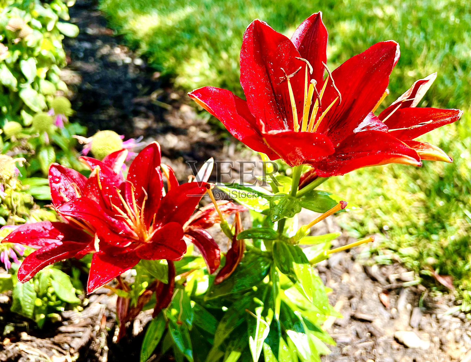 红宝石杂交百合照片摄影图片