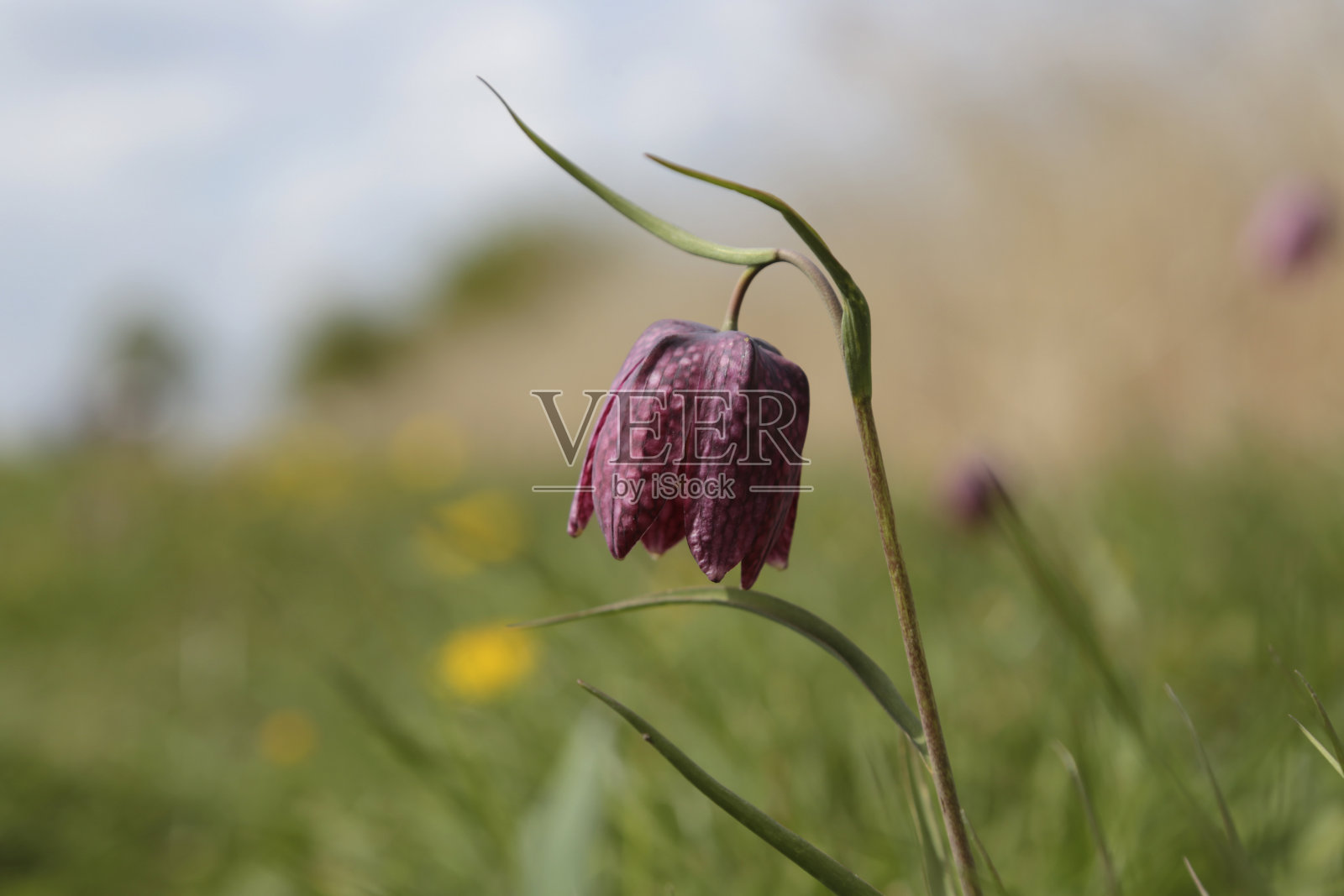 赫特林根的象棋花照片摄影图片