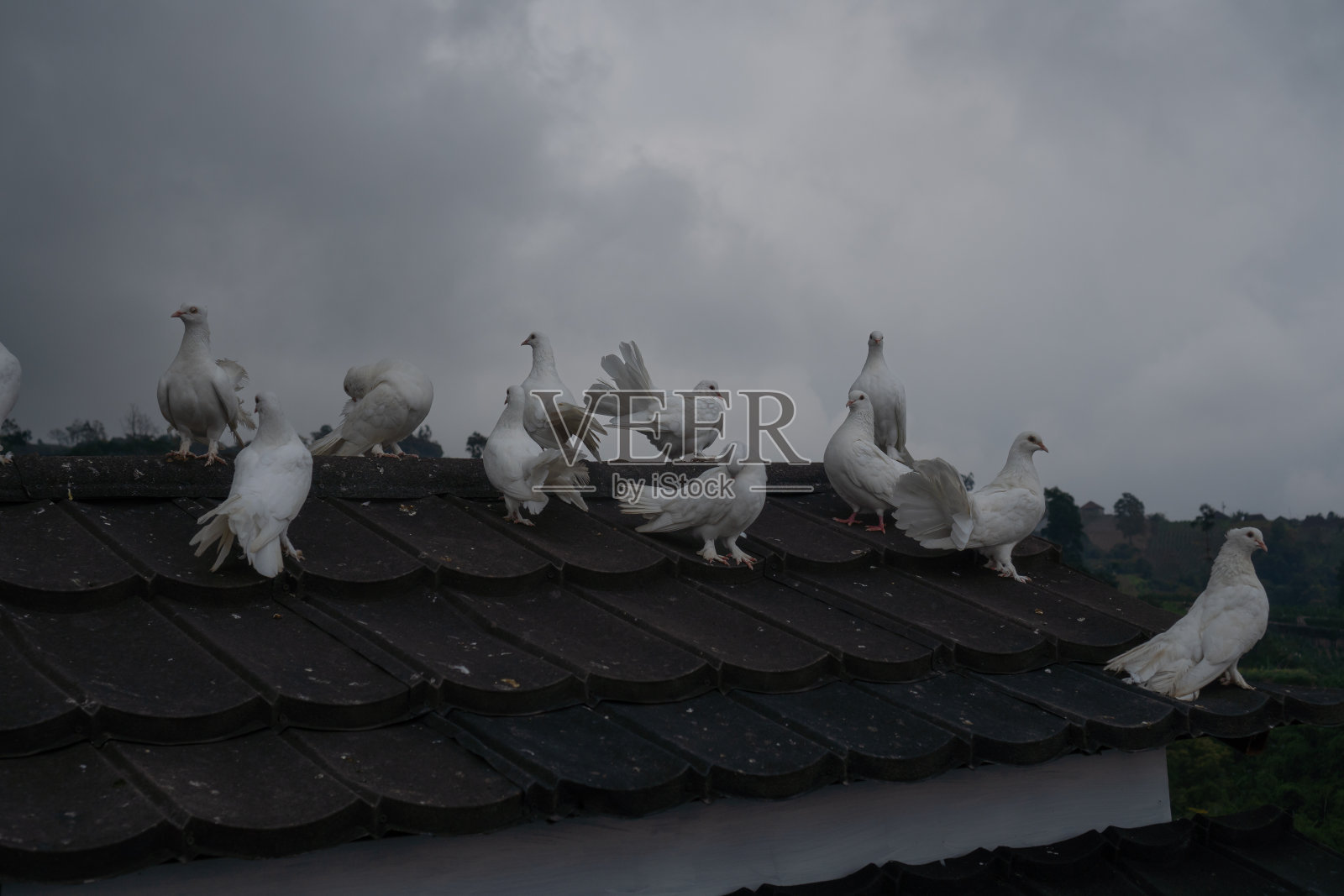 鸟笼顶上有一群鸽子照片摄影图片