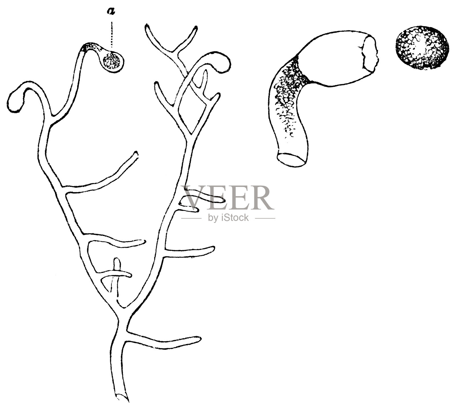 黄绿藻植物，孢子囊和孢子的放大- 19世纪插画图片素材