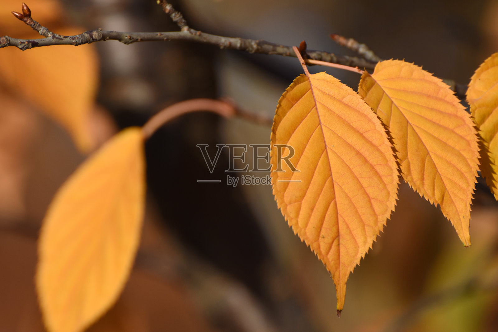 秋天树枝上的橙色叶子。美丽的树叶背景。照片摄影图片