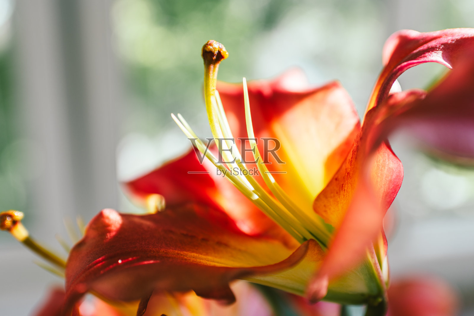 在夕阳的余晖中，粉红色的百合照片摄影图片