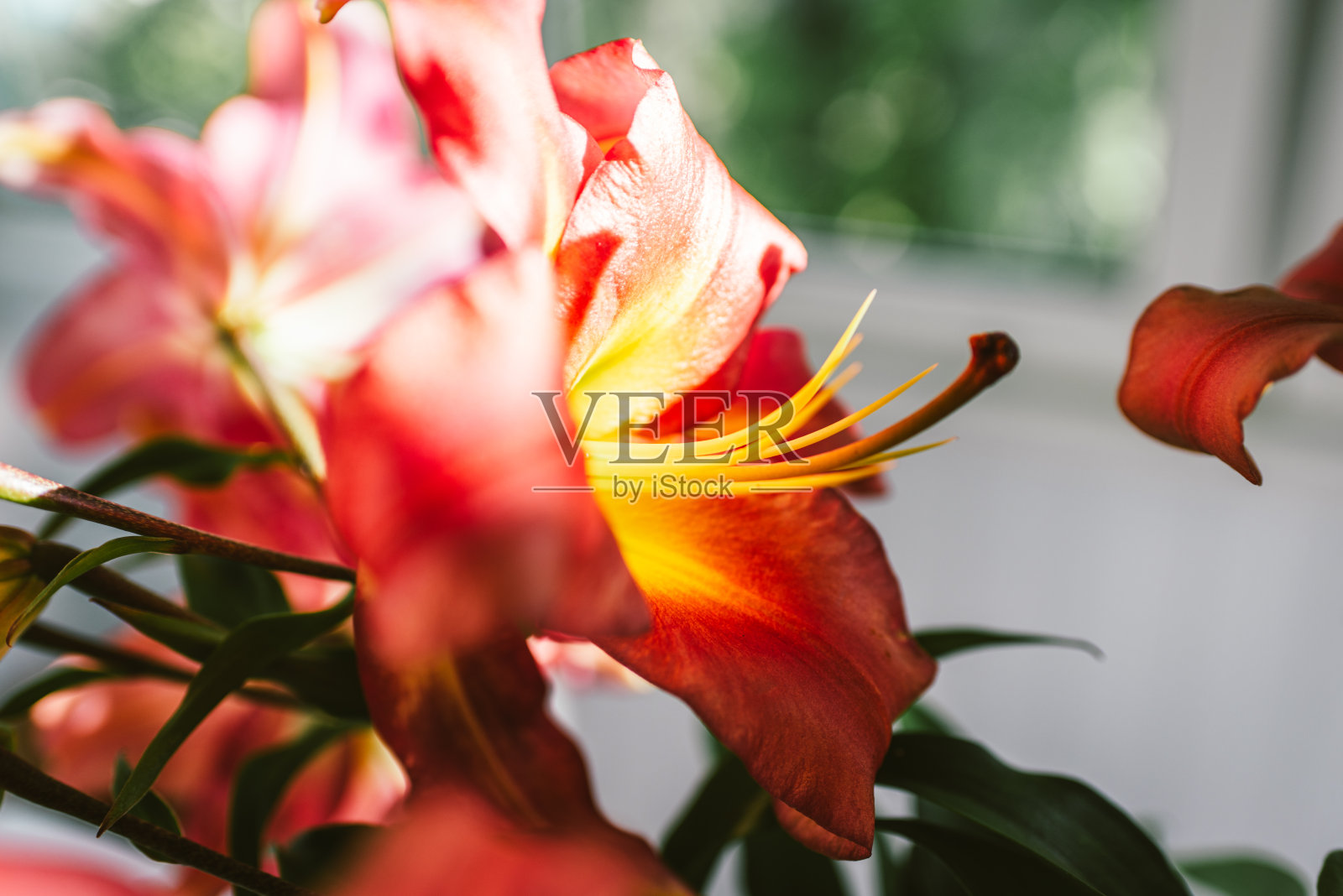 在夕阳的余晖中，粉红色的百合照片摄影图片