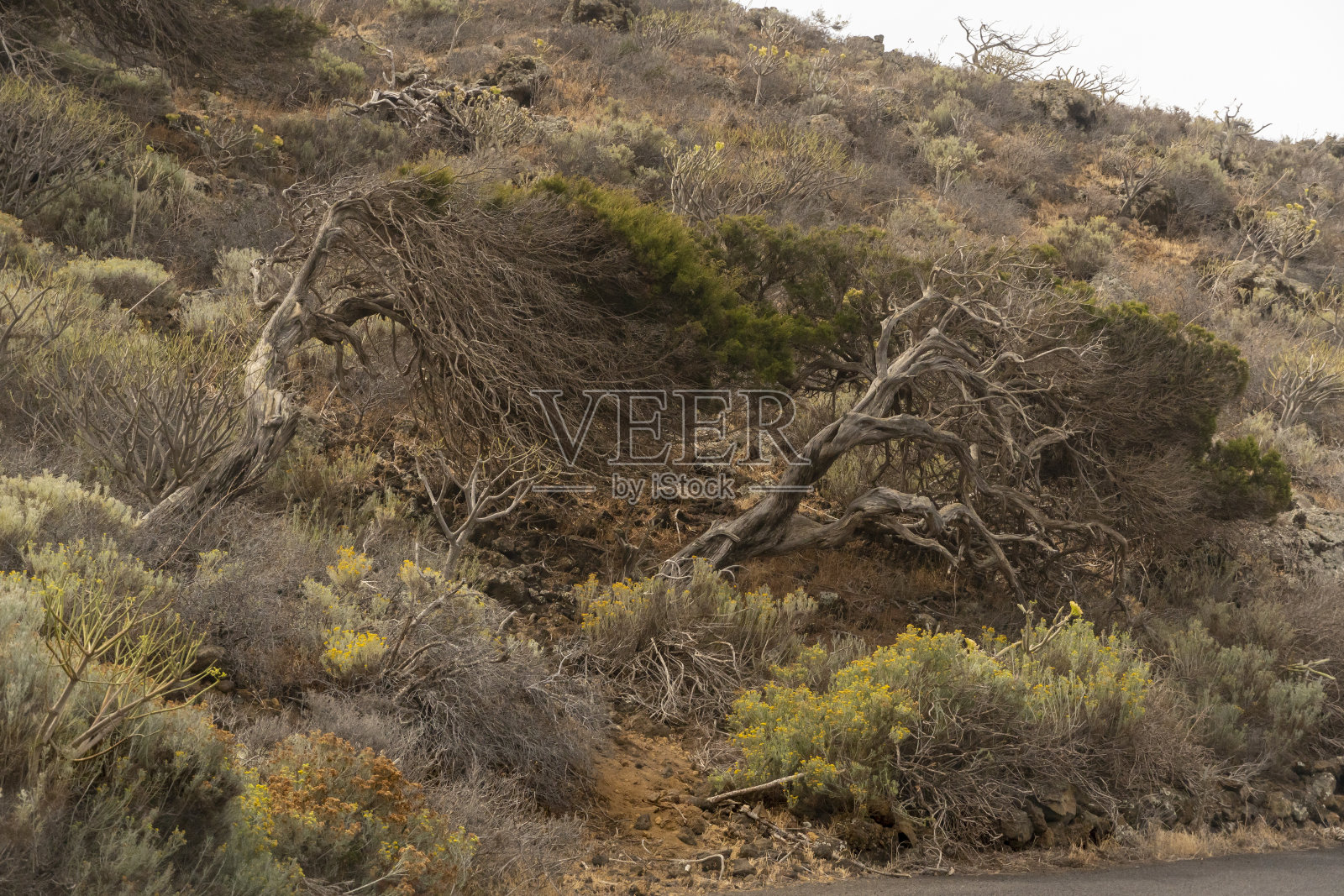 西班牙加那利群岛耶罗岛的火山景观照片摄影图片