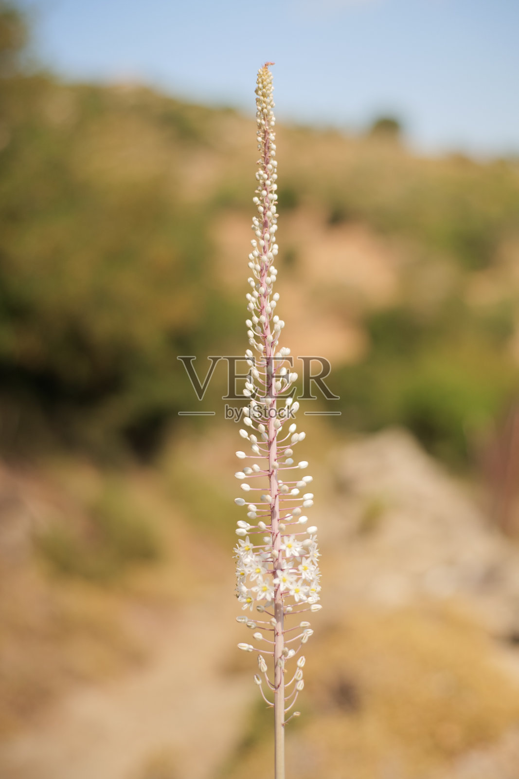 希腊照片摄影图片