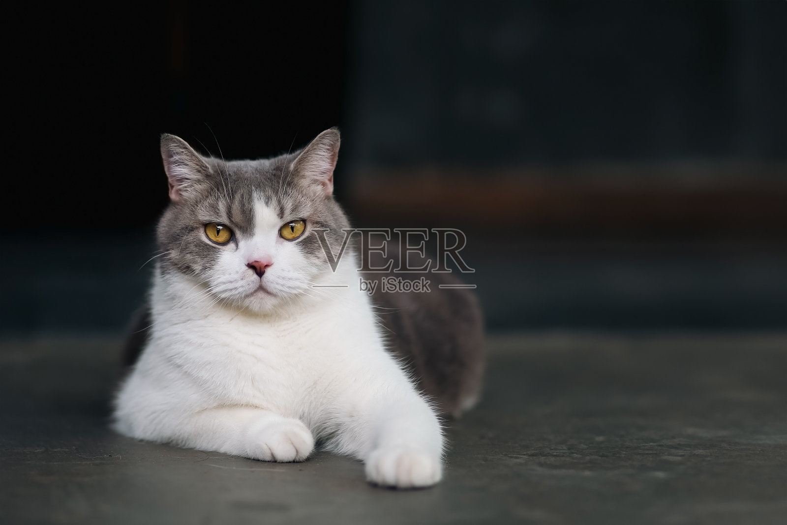 白色虎斑猫坐在黑色背景的水泥地板上。苏格兰折耳猫在画室里看着什么。饥饿的白猫与复制空间。照片摄影图片