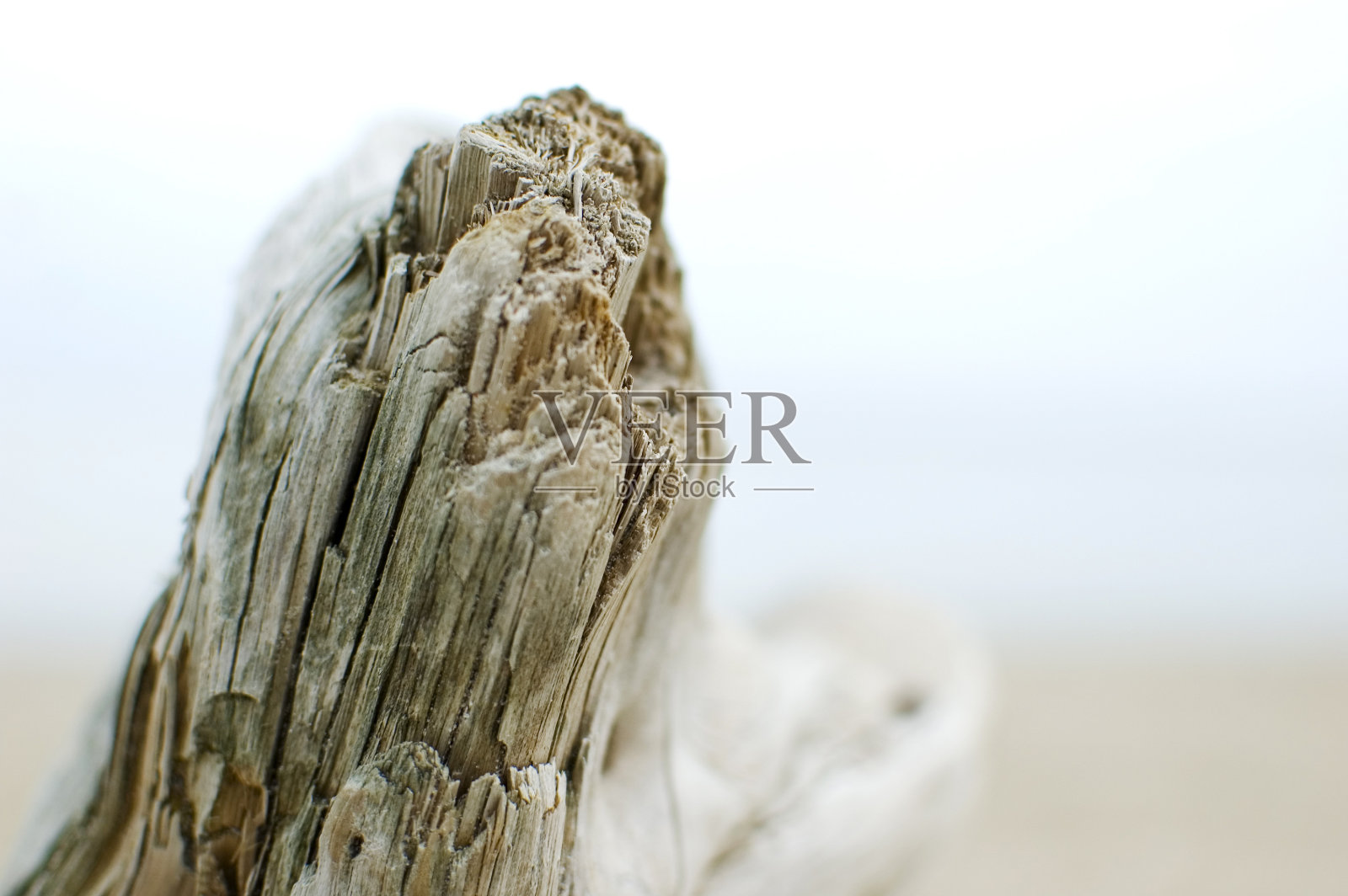 晒干的老树枝躺在沙滩上。有选择性的重点。照片摄影图片