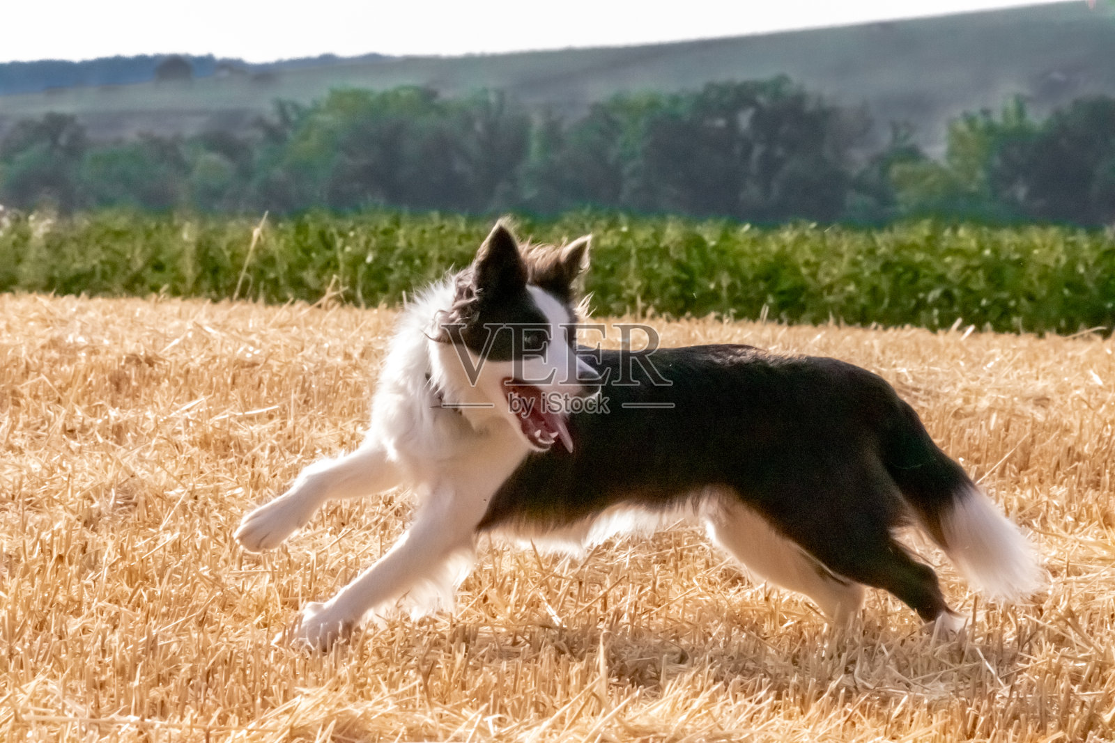 边境牧羊犬在工作，牧羊犬在工作照片摄影图片