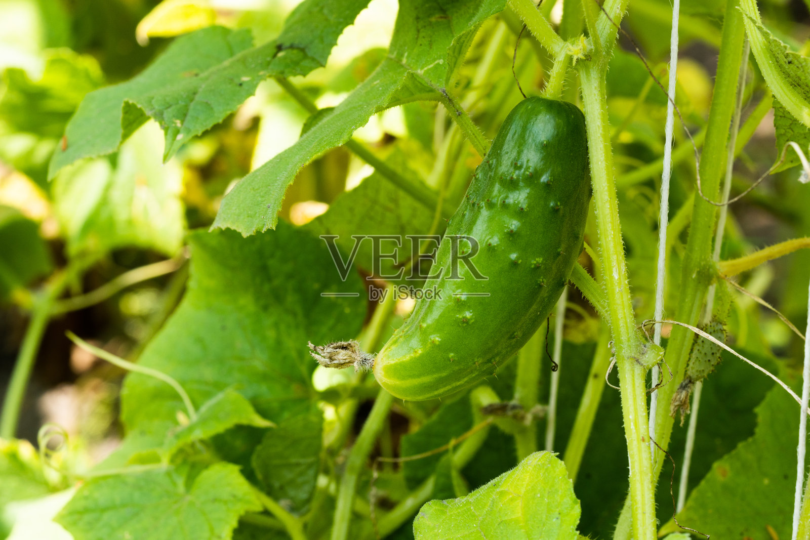 村里花园里的黄瓜。网格上的黄瓜祸害。露天的黄瓜床。自由空间。照片摄影图片