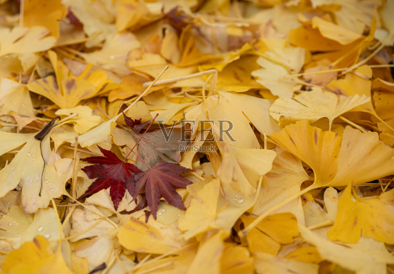 黄色的银杏叶照片摄影图片