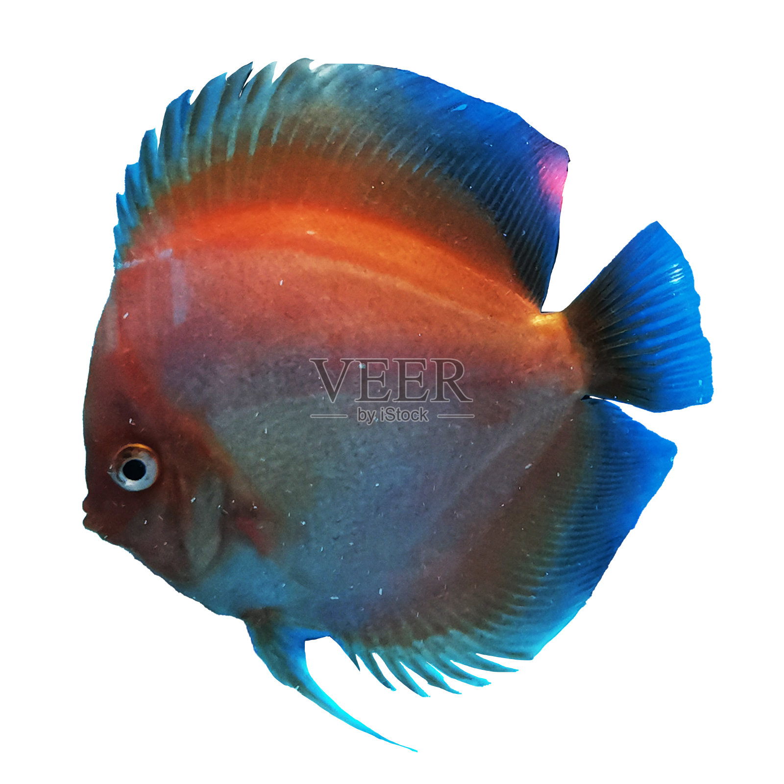 多品种的铁饼鱼照片摄影图片