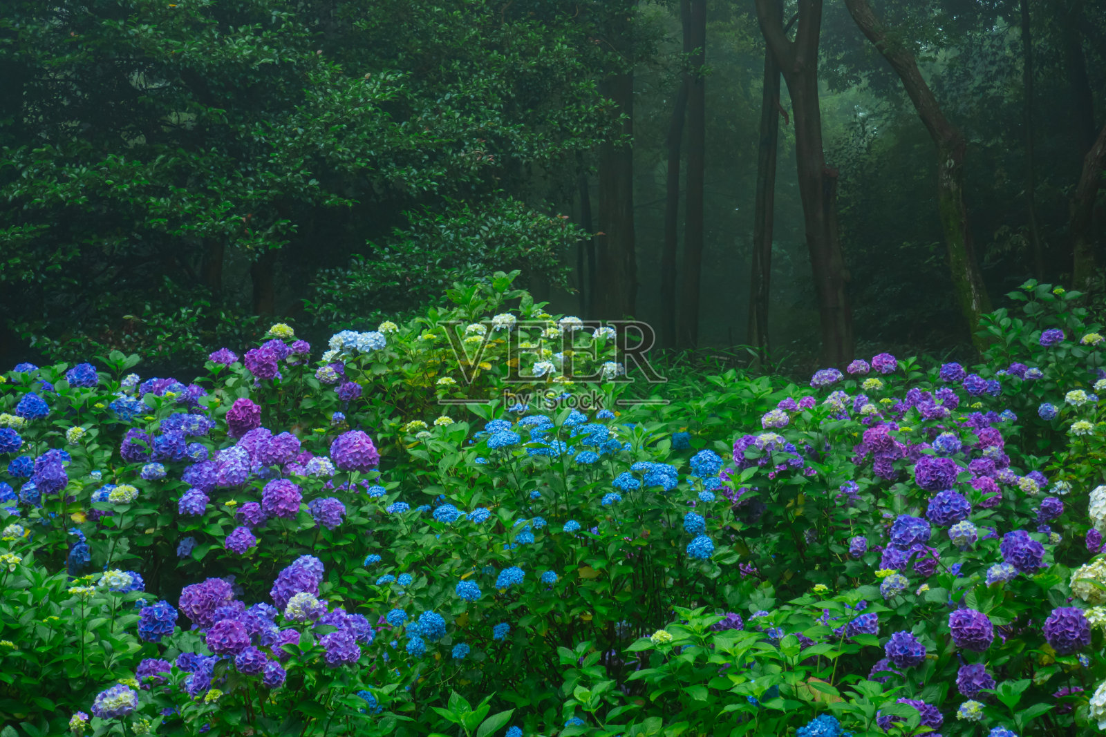 美丽的绣球花照片摄影图片